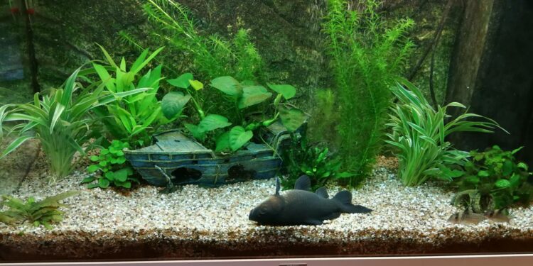 Quel gravier mettre au fond d'un aquarium ?