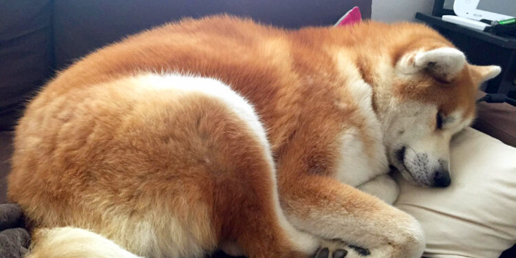 Quel gros chien peut vivre en appartement ?