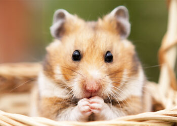 Quel hamster est le plus calin ?