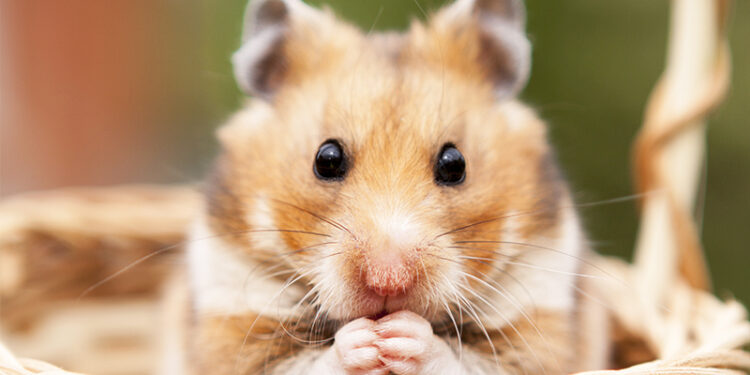 Quel hamster est le plus calin ?