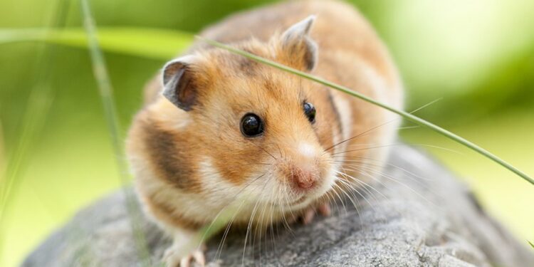 Quel hamster est le plus calin ?