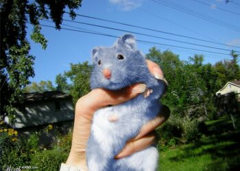 Quel hamster mord le plus ?