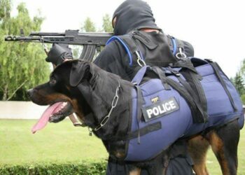 Quel harnais Julius K9 choisir ?