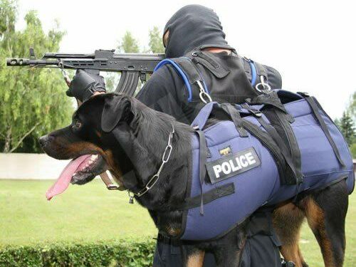 Quel harnais Julius K9 choisir ?