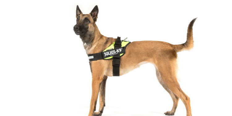 Quel harnais eviter ?