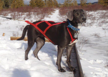 Quel harnais pour courir avec son chien ?