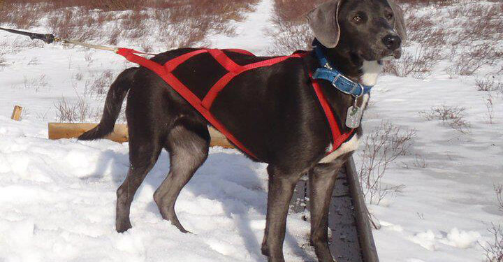 Quel harnais pour courir avec son chien ?