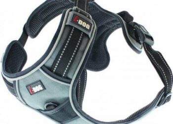 Quel harnais pour courir avec son chien ?
