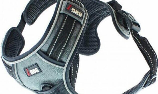 Quel harnais pour courir avec son chien ?