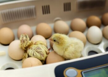 Quel incubateur œuf choisir ?