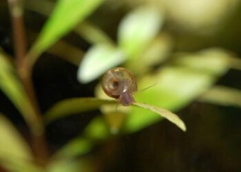 Quel insecte dans un aquarium ?