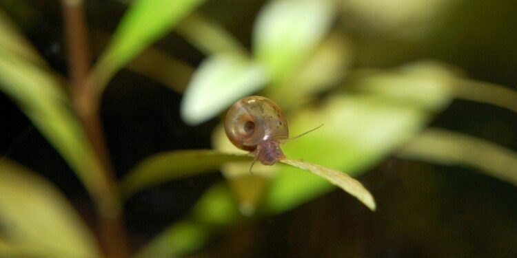 Quel insecte dans un aquarium ?