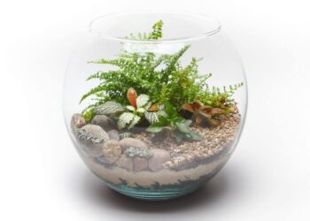 Quel insecte dans un petit terrarium ?