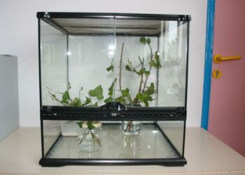 Quel insecte de compagnie choisir ?