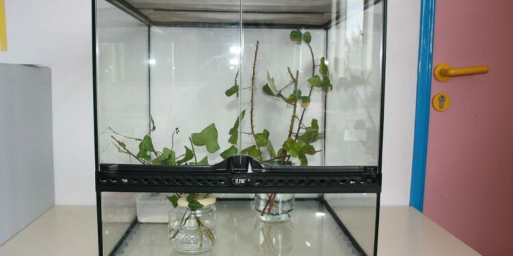 Quel insecte de compagnie choisir ?