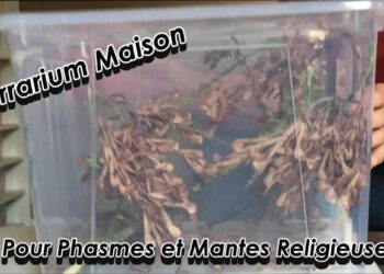 Quel insecte de compagnie choisir ?