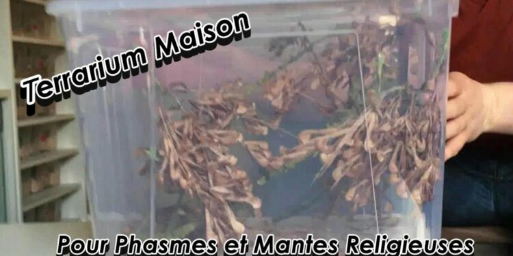 Quel insecte de compagnie choisir ?