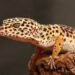 Quel insecte mange le gecko ?