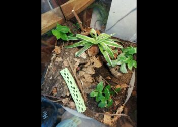 Quel insecte peut vivre dans un terrarium ?