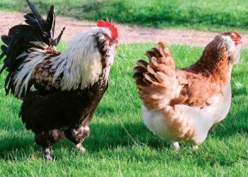 Quel intérêt d'avoir un coq ?