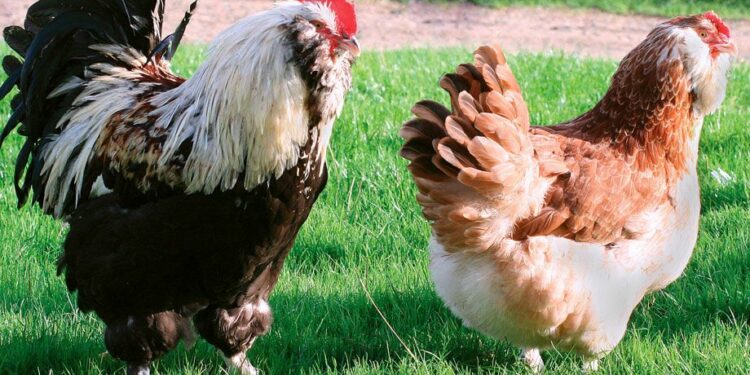 Quel intérêt d'avoir un coq ?