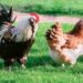 Quel intérêt d'avoir un coq ?