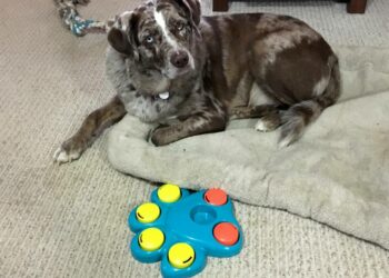 Quel jeu pour chien seul ?