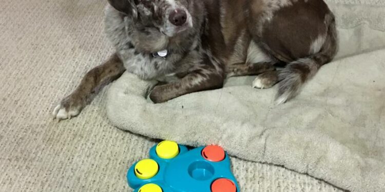 Quel jeu pour chien seul ?