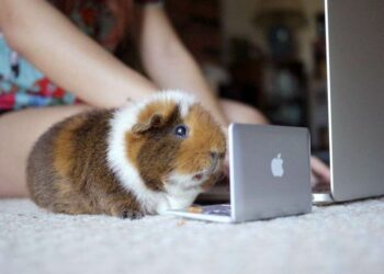 Quel jeu pour un cochon d'Inde ?