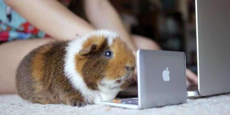 Quel jeu pour un cochon d'Inde ?