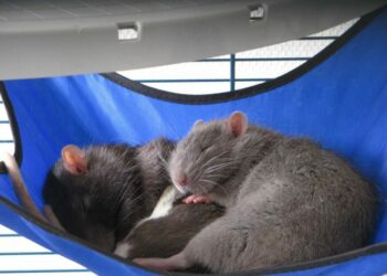 Quel jouet pour les rats ?