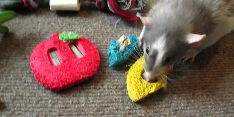 Quel jouet pour les rats ?
