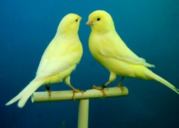 Quel jouet pour un canari ?