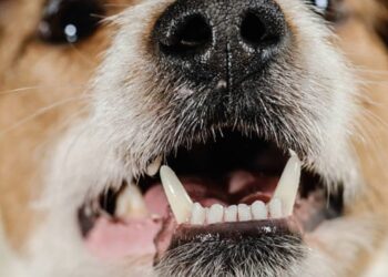 Quel jouet pour un chiot qui fait ses dents ?