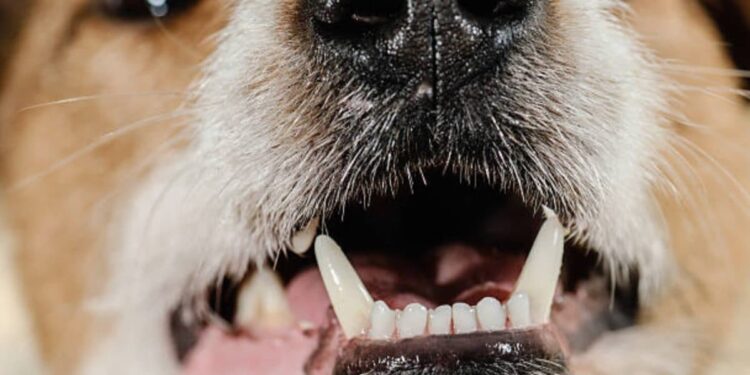 Quel jouet pour un chiot qui fait ses dents ?