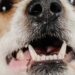 Quel jouet pour un chiot qui fait ses dents ?