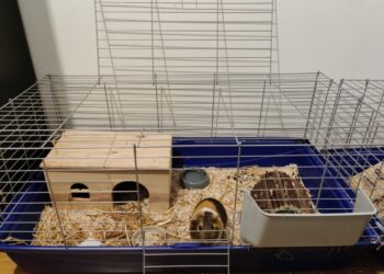 Quel jouet pour un cochon d'Inde ?