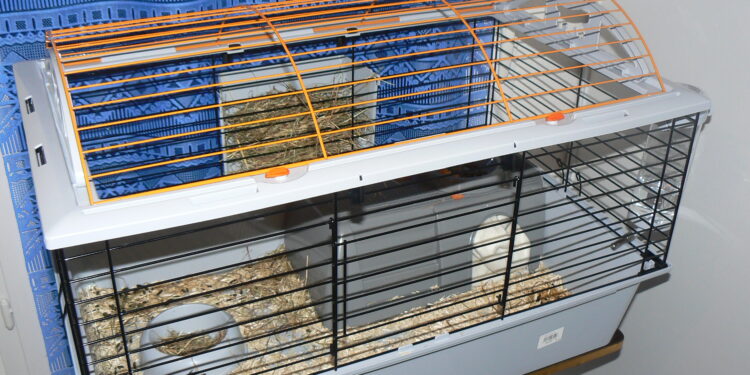 Quel jouet pour un cochon d'Inde ?