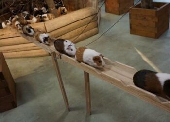 Quel jouet pour un cochon d'Inde ?