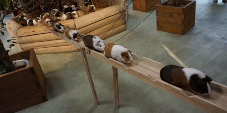 Quel jouet pour un cochon d'Inde ?