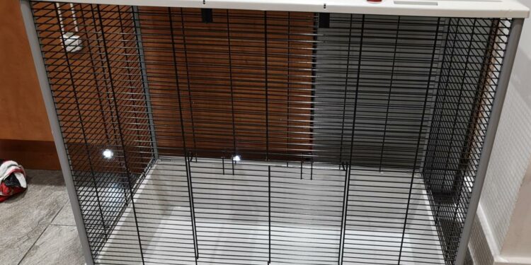 Quel jouet pour un furet ?