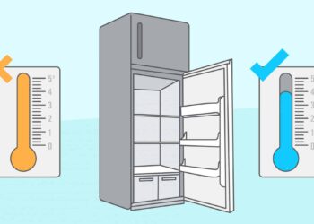 Quel jouet pour un furet ?