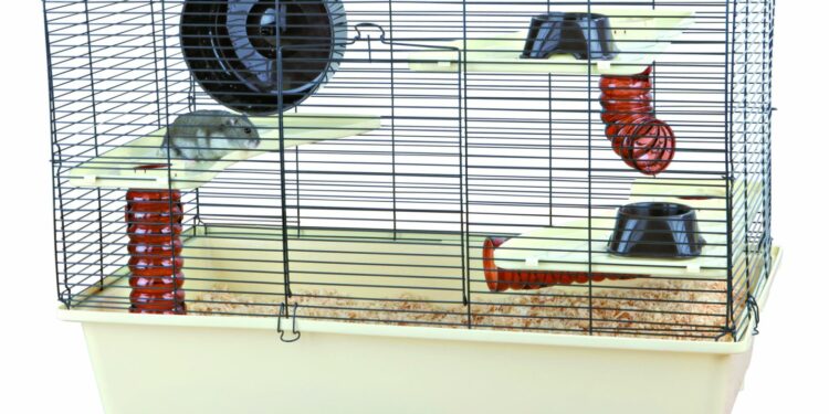 Quel jouet pour un hamster ?