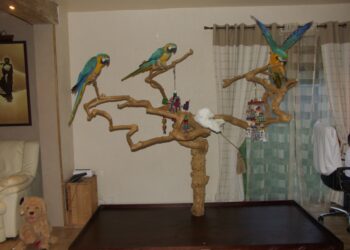 Quel jouet pour un perroquet ?