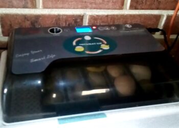 Quel jour mirer les œufs ?