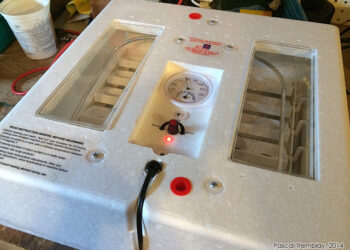 Quel jour mirer les œufs ?