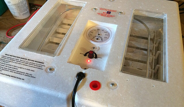 Quel jour mirer les œufs ?