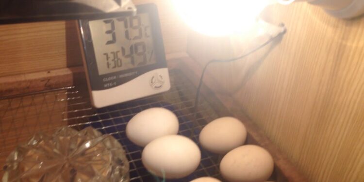 Quel jour mirer les œufs ?