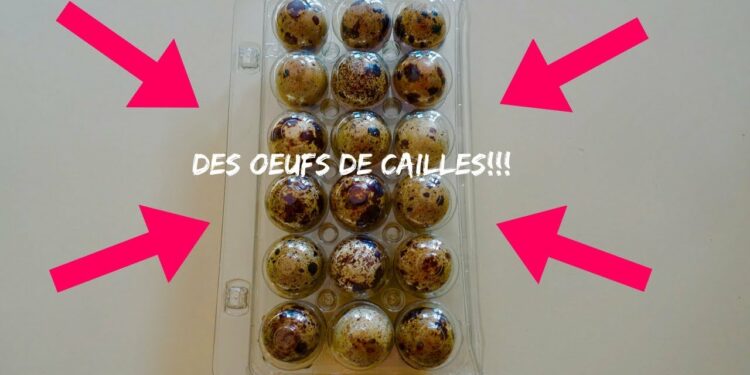 Quel jour mirer les œufs ?