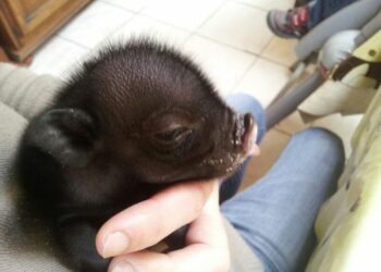 Quel lait pour un bébé cochon ?